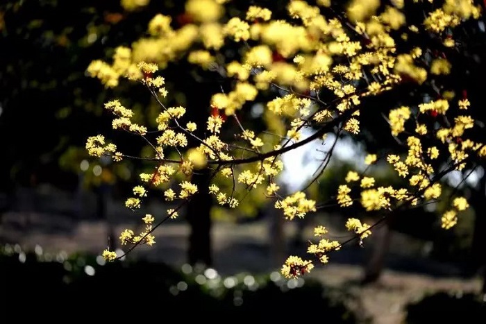 山茱萸黃花.jpg