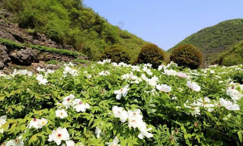 與藥相伴，安徽南陵仲景宛西制藥牡丹皮基地隨孫師傅一起巡查藥田