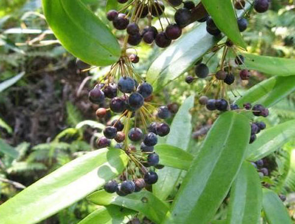 茯苓雙花黃柏湯治療淋病