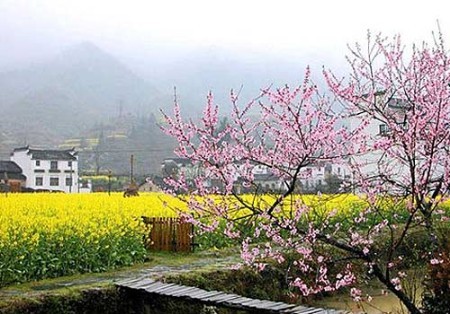 清明節(jié)踏青賞花需防花粉過敏