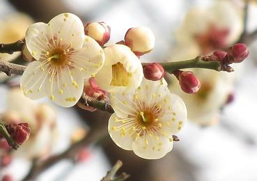 白梅花和臘梅花藥用價值區(qū)別